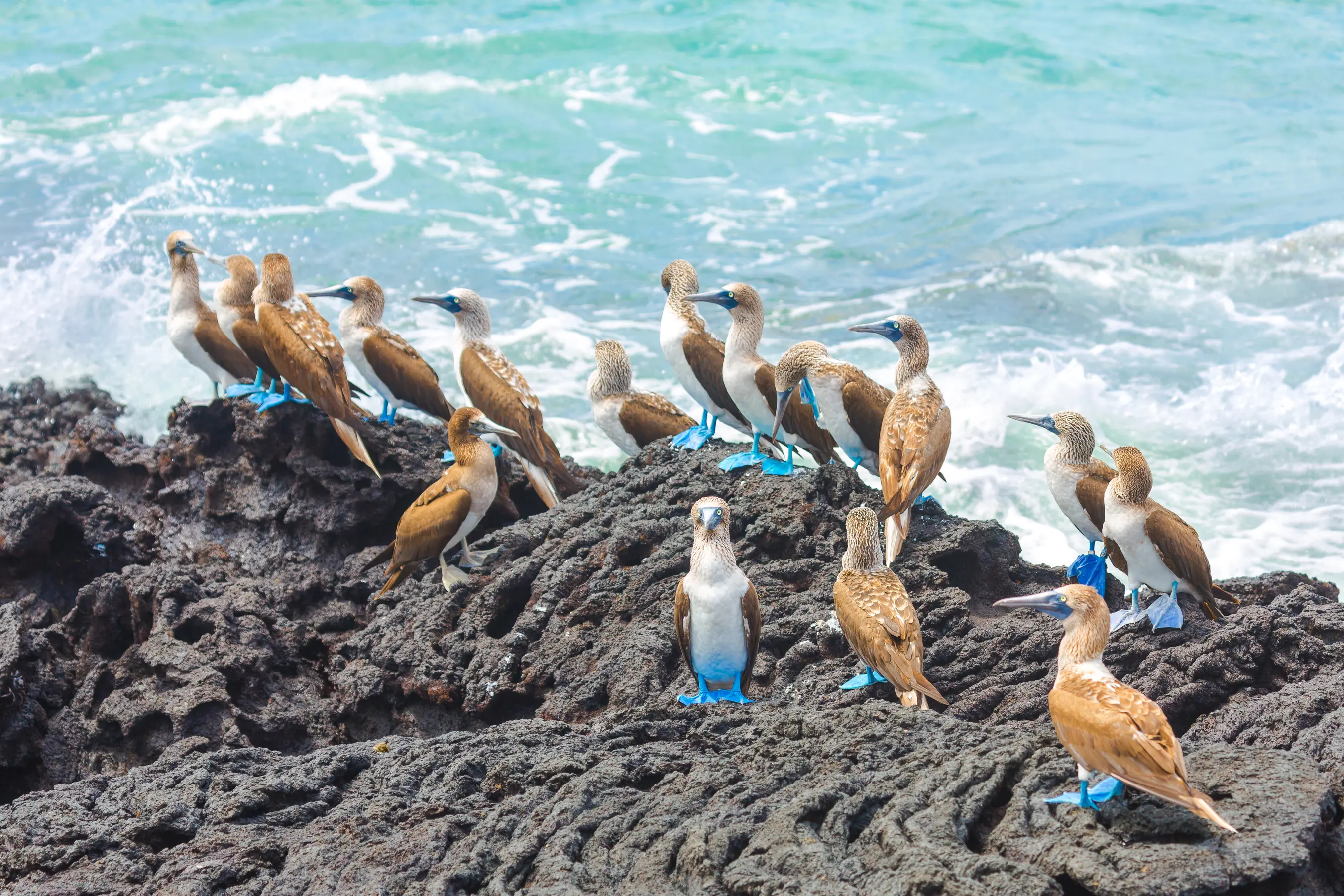 “Dancing with the Blue-Footed Booby: A Journey into Nature’s Colorful